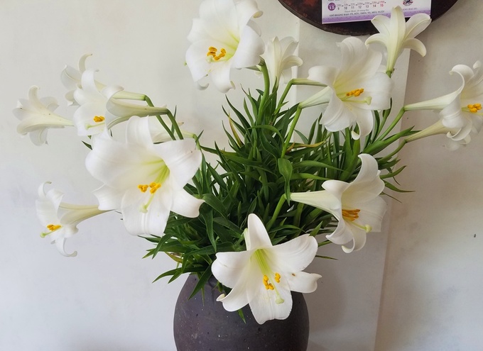 Người dân Huế thu hàng chục triệu đồng mỗi vụ hoa loa kèn